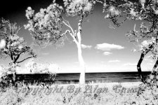IR 2 008.jpg