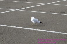 076 Seagull-130317-01-Cropped_01.jpg