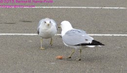076 Seagulls-130317-05-Cropped_01.jpg