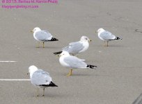 076 Seagulls-13040317-02-Cropped_01.jpg