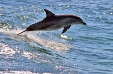 dolphin.jpg