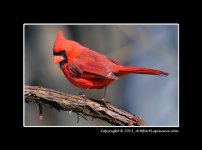 M-Cardinal.jpg