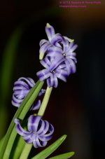 078 Hyacinth-130319_01.jpg