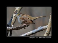 White Throated Sparrow.jpg