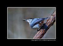 Nuthatch.jpg