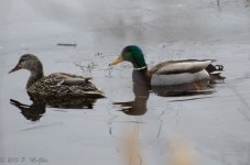 DSC_4991.jpg