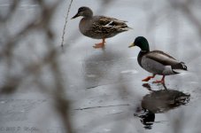 DSC_4992.jpg