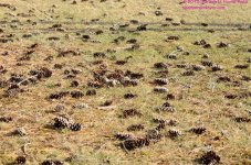 080 Pine Cones-130321-01_01.jpg
