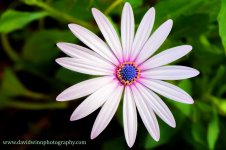 DW3_3540-pan-Edit-Edit-Edit-sm1.jpg