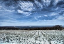 Traverse winter grapes1200.jpg