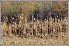 spring walk 064.jpg