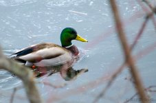 DSC_5004.jpg