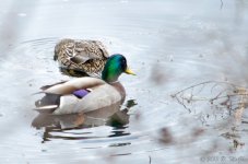 DSC_5005.jpg