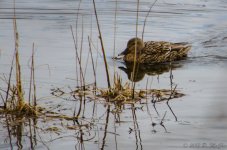 DSC_5006.jpg
