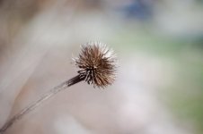 Once a flower.jpg