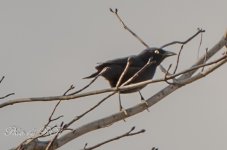 20130323-_1RB3373.jpg