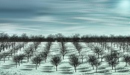 Winter cherrie trees 1200.jpg