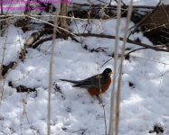 083 in Snow-130324-Cropped_01.jpg