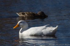 DSC_5039.jpg