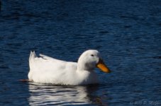 DSC_5042.jpg