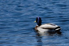 DSC_5046.jpg