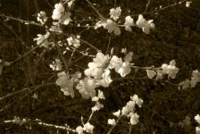 Blossoms.jpg