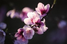 Blossom Color.jpg