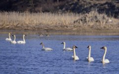 bevy of swans.jpg