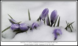 Crocuses.jpg