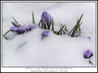 Poor Crocuses II.jpg