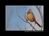 Female-Cardinal.jpg