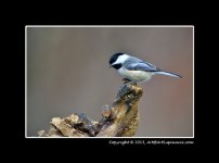 Chickadee.jpg