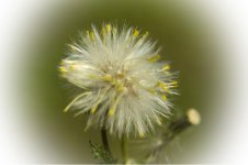 Dandelion1_2sm.jpg
