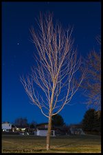 Day86NightTree.jpg