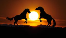 playing horses.jpg