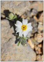_DSC1215 tiny desert flower smaller.jpg