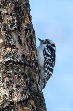 DSC_5247.jpg