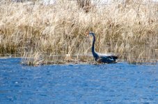DSC_5255.jpg