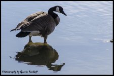 Day87Goose.jpg