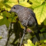 Bluebird5.jpg