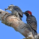 Woodpecker2.jpg