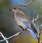 Bluebird6.jpg
