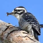 Woodpecker3.jpg
