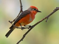 Flycatcher7.jpg
