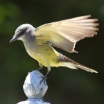 Kingbird5.jpg