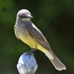 Kingbird7.jpg