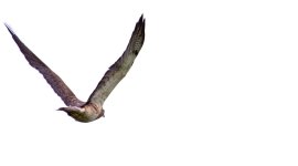 hawk DSC_3440 -1.jpg