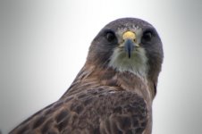 hawk close up DSC_3429 -1.jpg