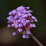 Verbena.jpg