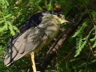 BlackHeron.jpg